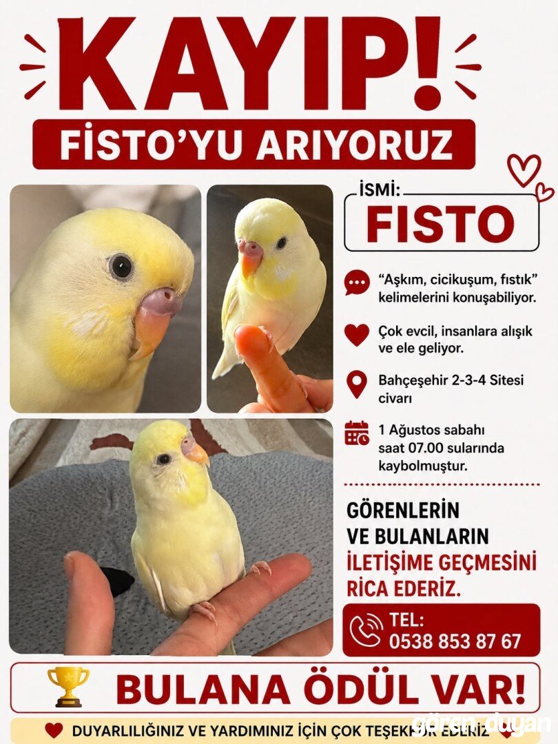 Kayıp muhabbet kuşu- mersin Çiftlikköy