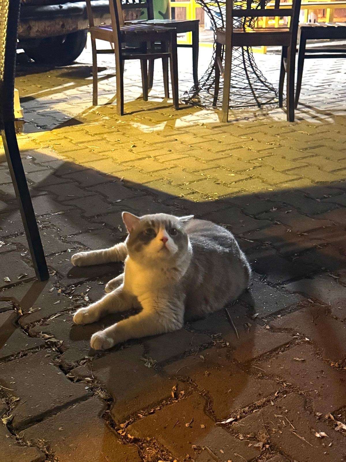 Büklüm sokakta trip pubda sahipsiz kedi