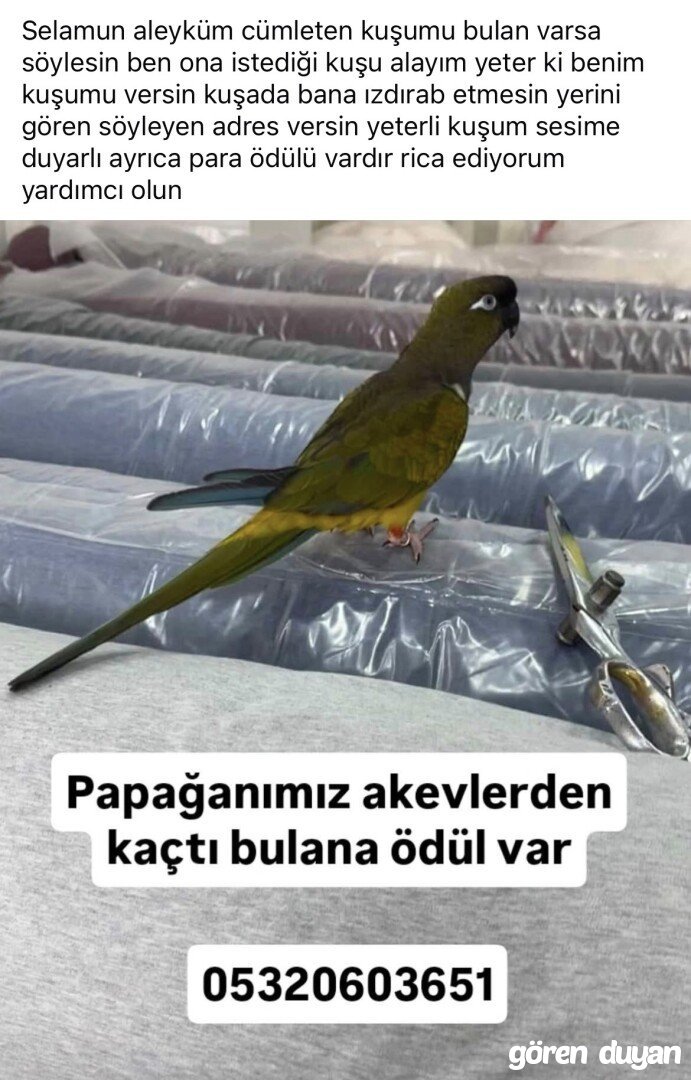 Kayıp papağan İstabul esenyurt