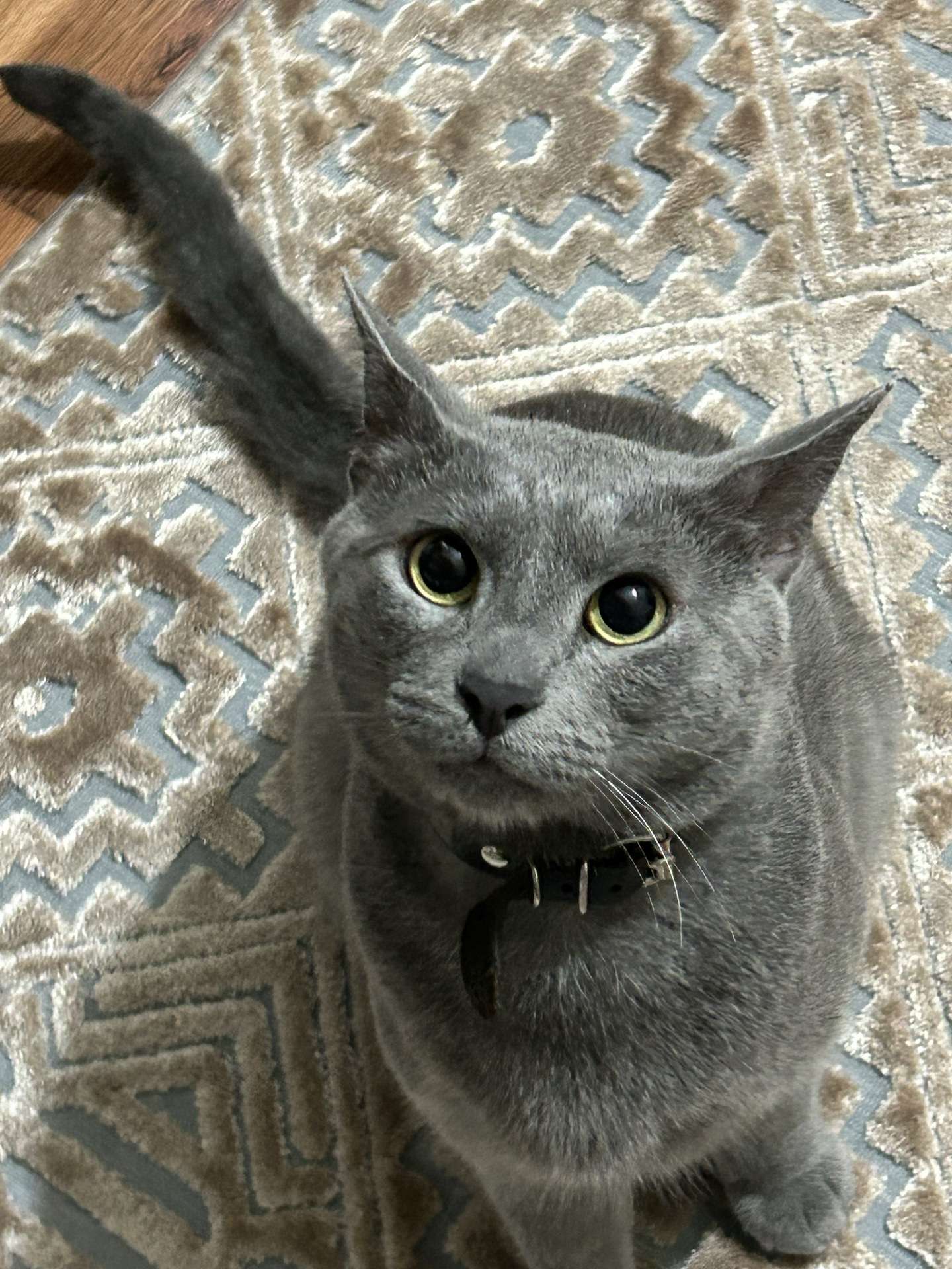 Kayıp kedi