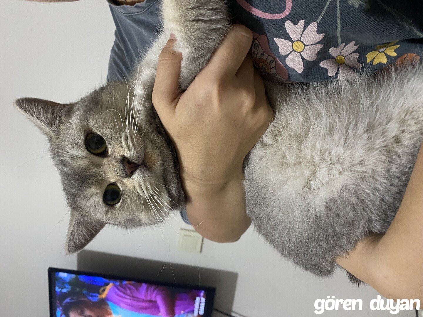 bağcılar yıldıztepe scotish kayıp kedi