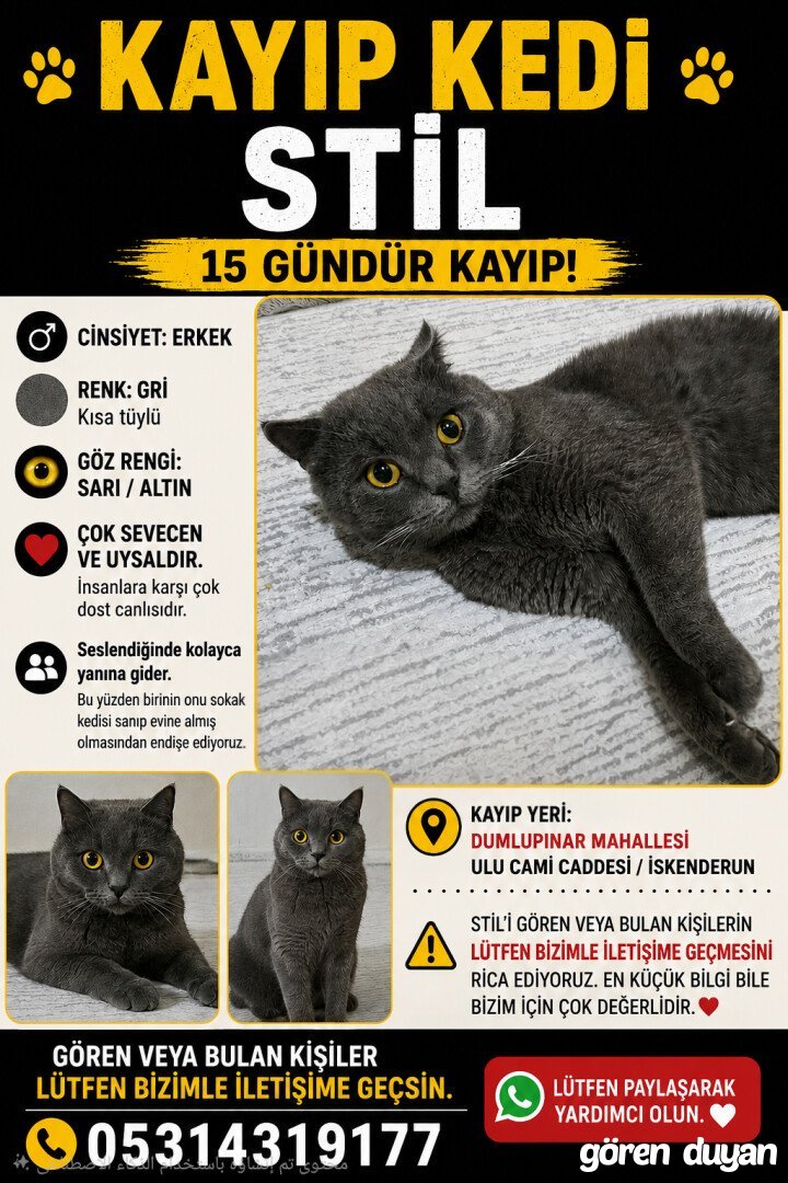 Kayıp Kedi – İskenderun Dumlupınar