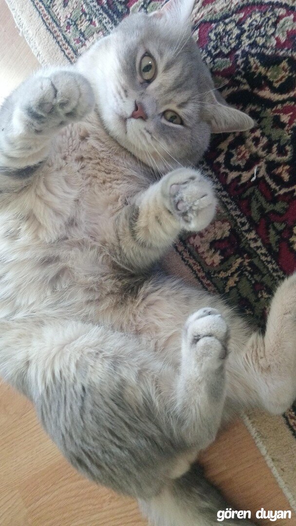 kayıp kedi malatya paşaköşkü