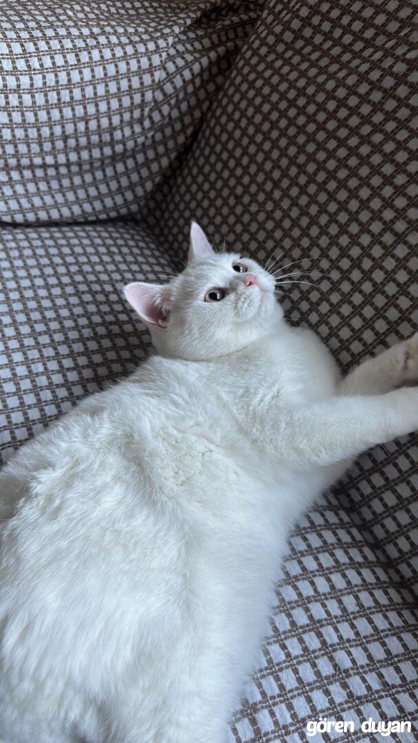 Kayıp Kedi/Şile