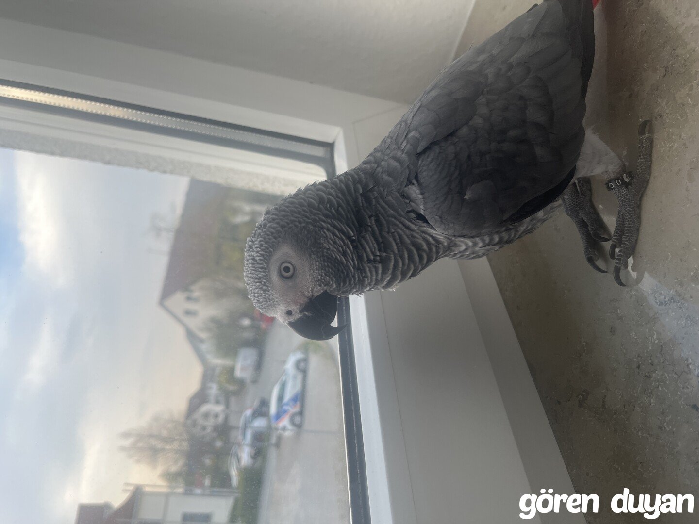 KAYIP AFRİKA GRİ PAPAGANI (ŞEBO)