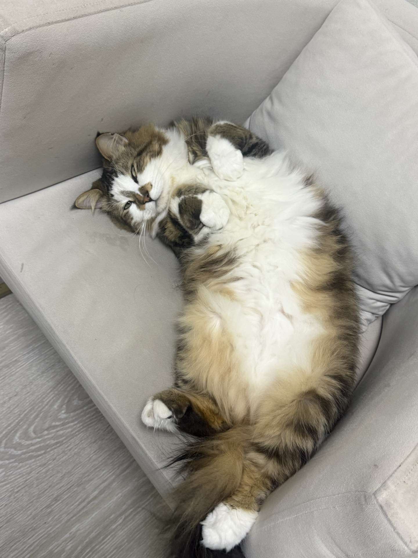 Duatepe Şişli Kayıp Kedi