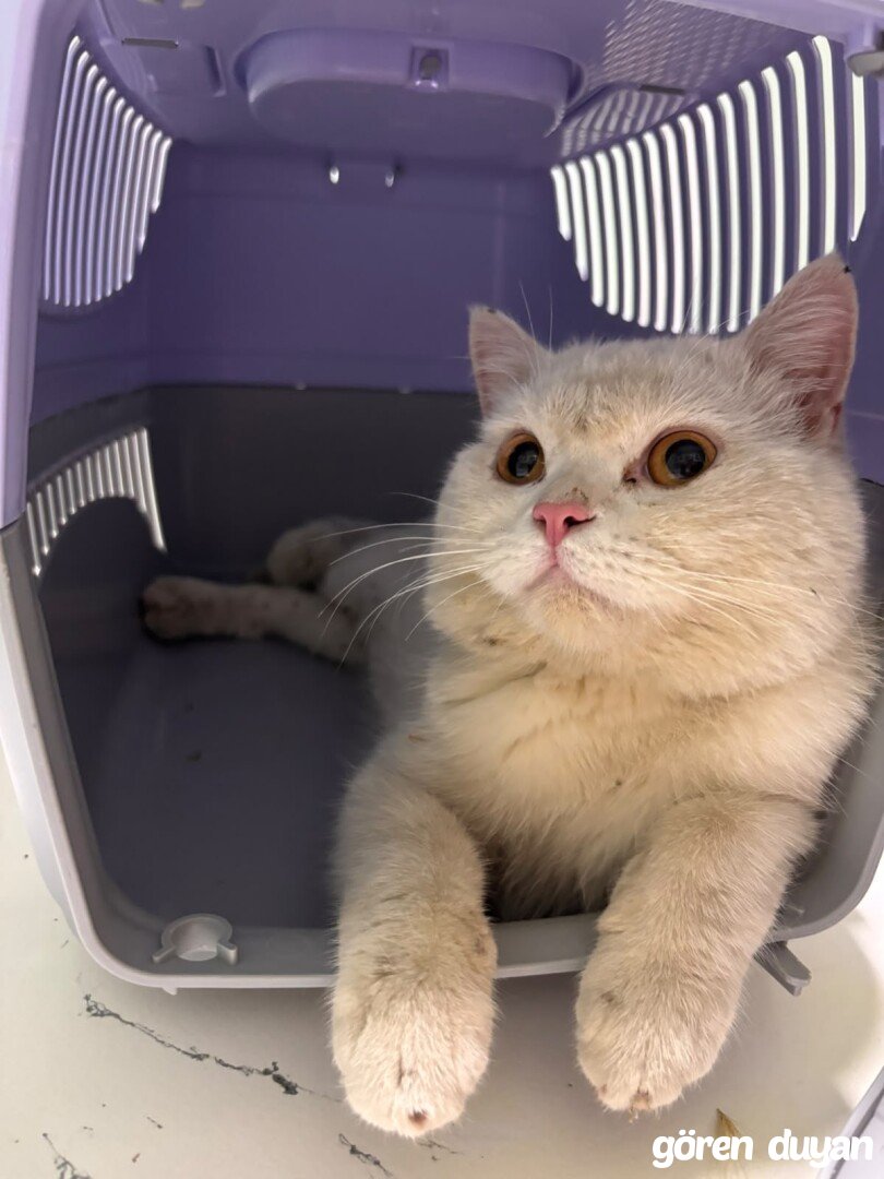 Kayıp kedi