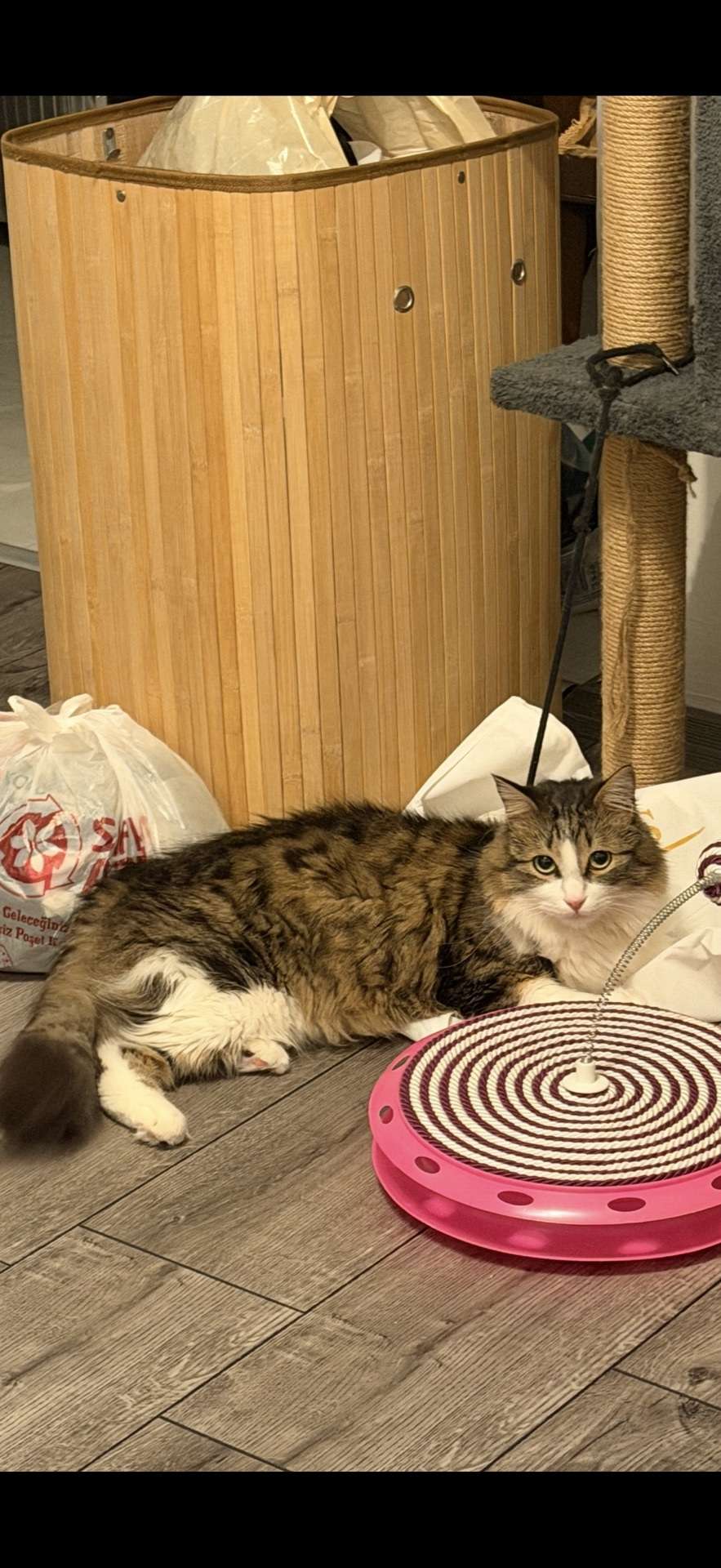 Kayıp kedi Dobby ATAKENT HALKALI Ödüllü!!!