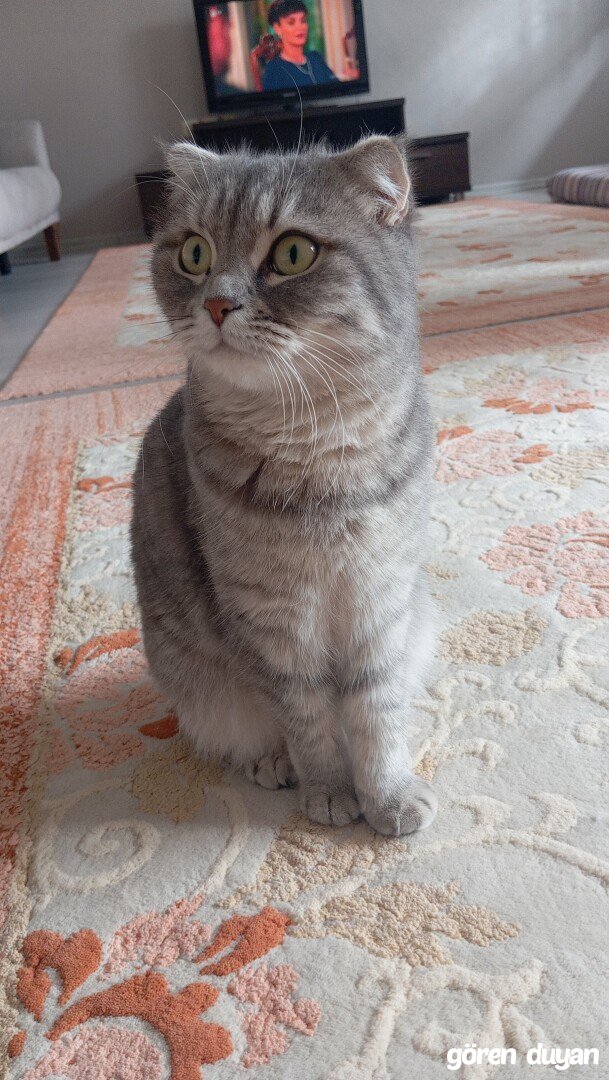 Küçükçekmece Söğütlüçeşme kayıp kedi