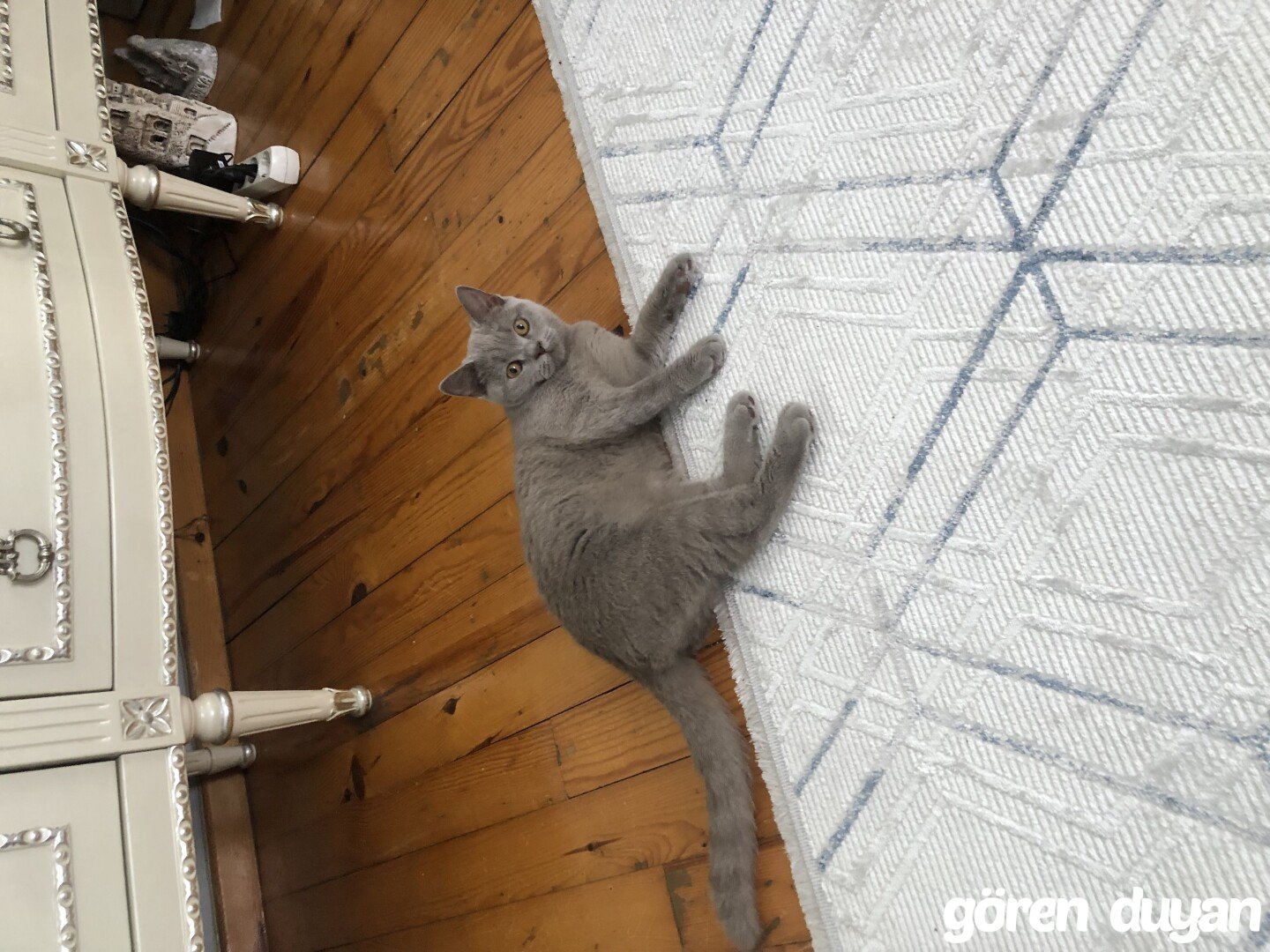 Kayıp Kedi Kağıthane