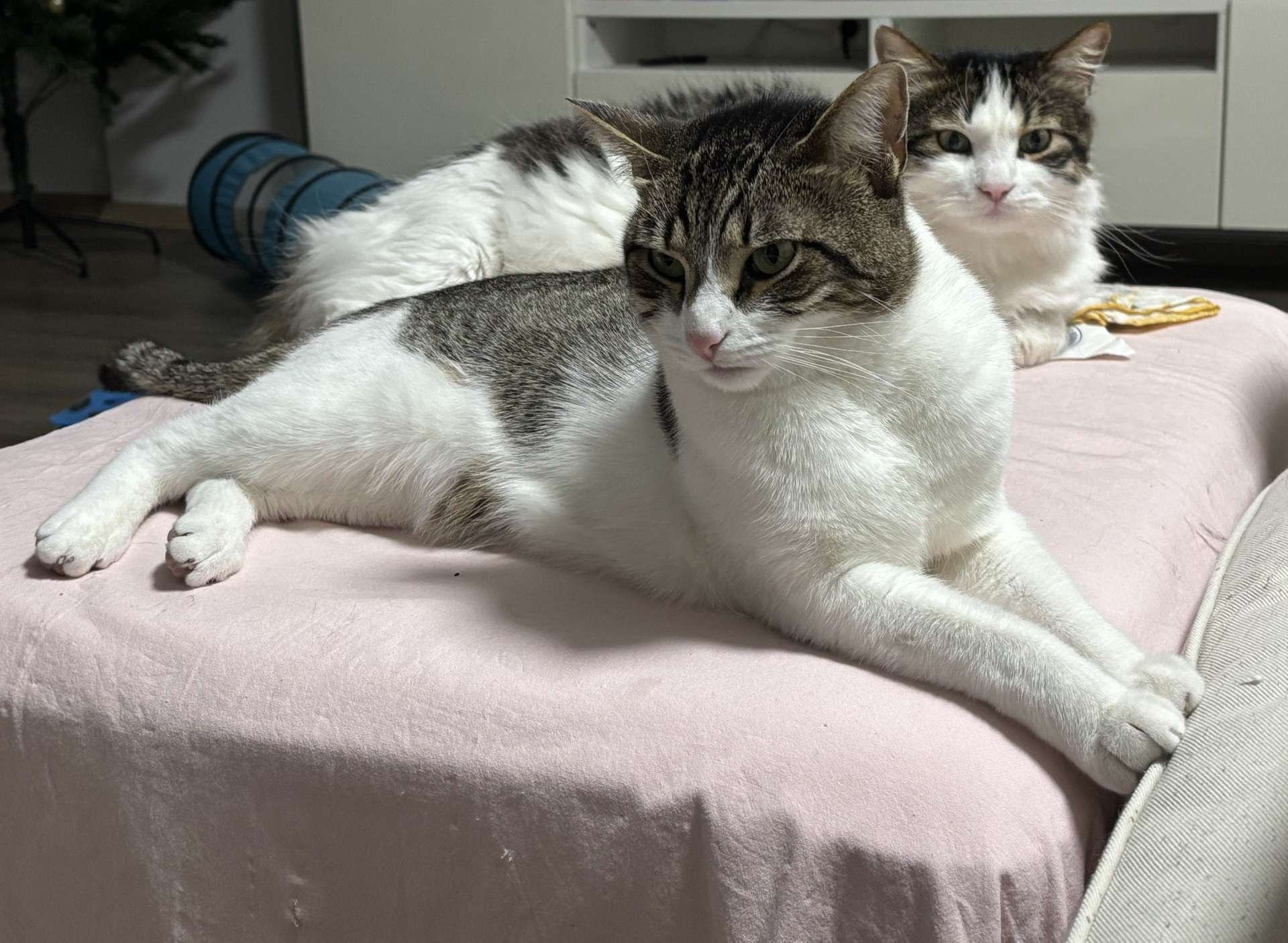 KAYIP KEDİ BAL – ÜSKÜDAR LİBADİYE