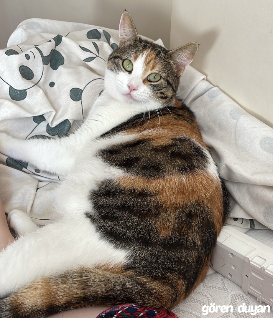 KAYIP KEDİ KAĞITHANE