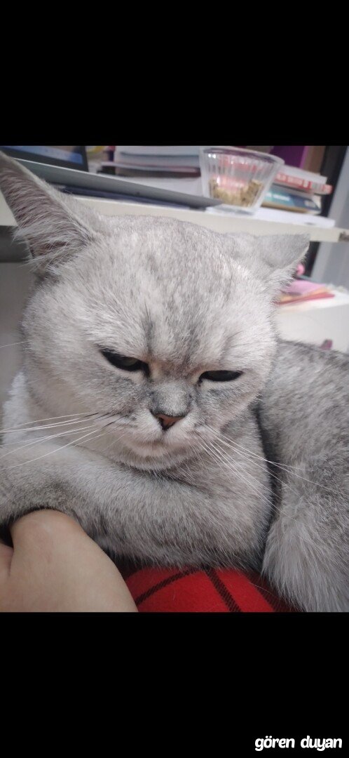 Kayıp kedi- gaziantep, ertuğrulgazi mah./akkent mah.
