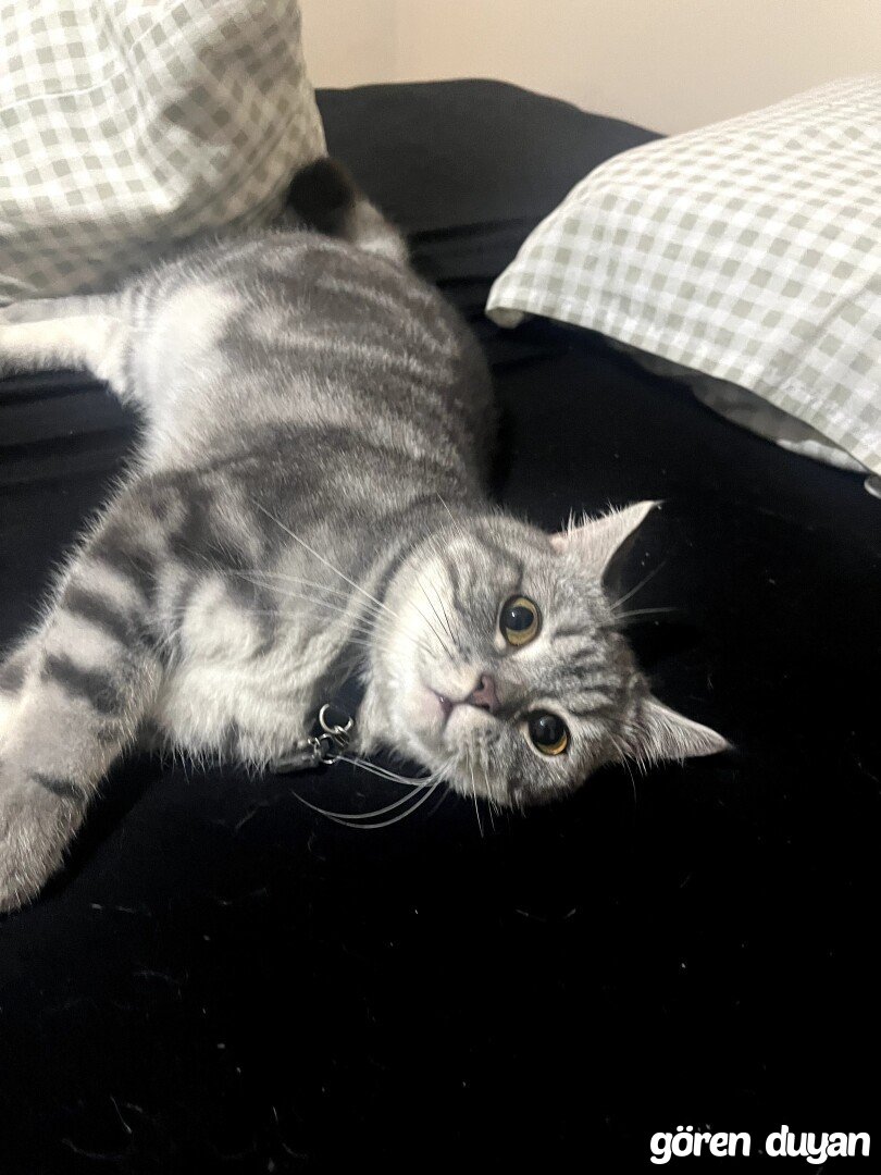 kayıp kedi dante - çekmeköy sultan çiftliği