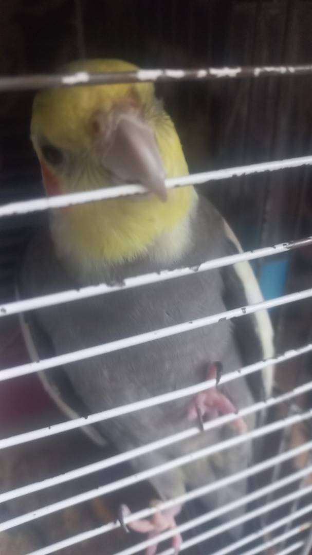 sultan papağanı