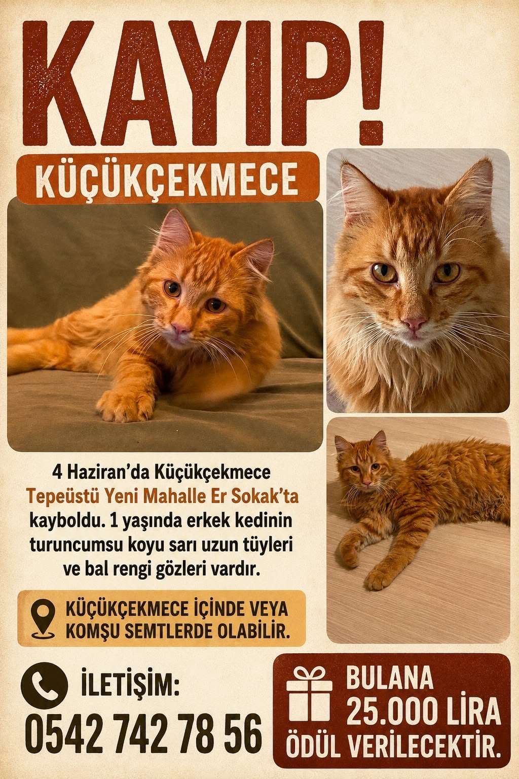 Kayıp Kedi (Ödüllü İlan)