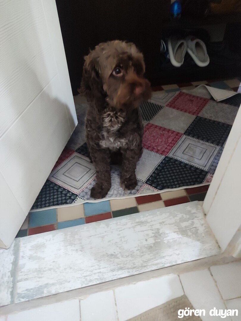 Kayı Köpek Beşiktaş
