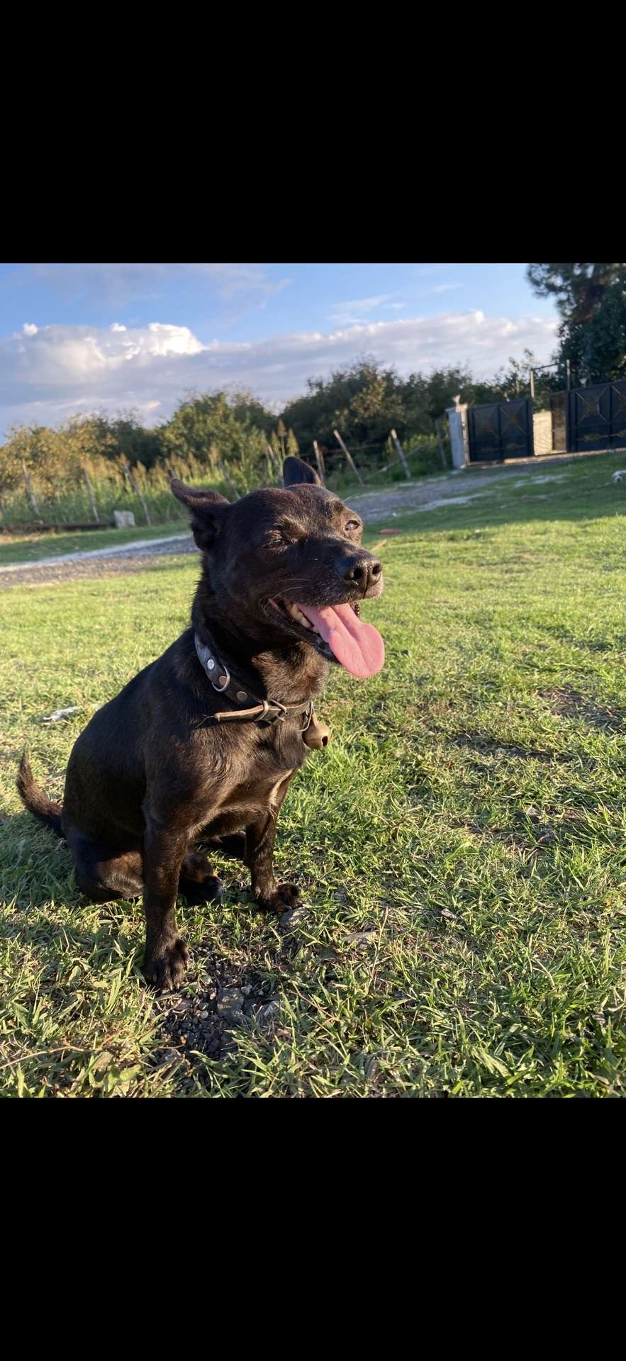 Kayıp köpek