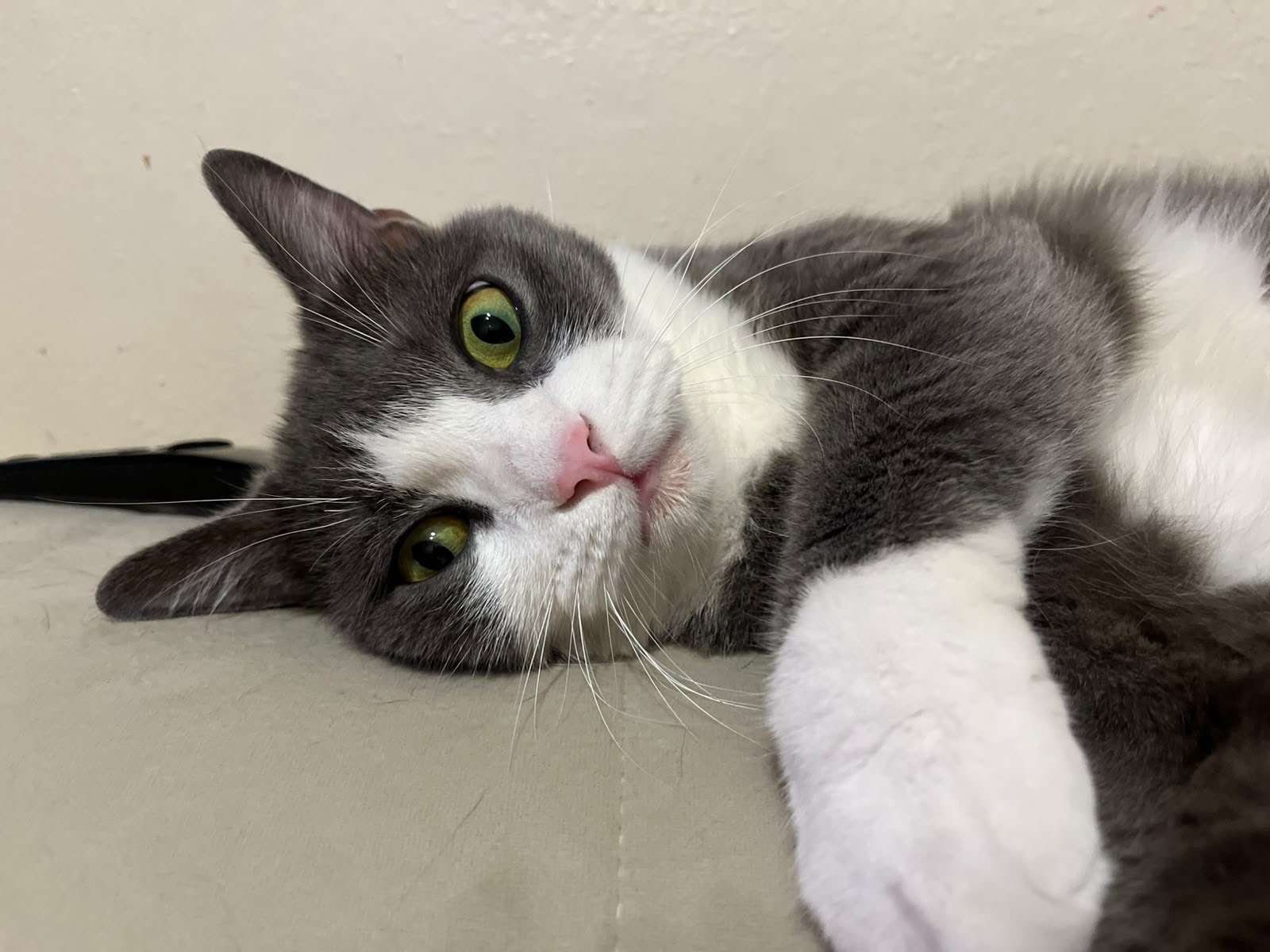 KAYIP KEDİ GOFRET (ÖDÜLLÜ)