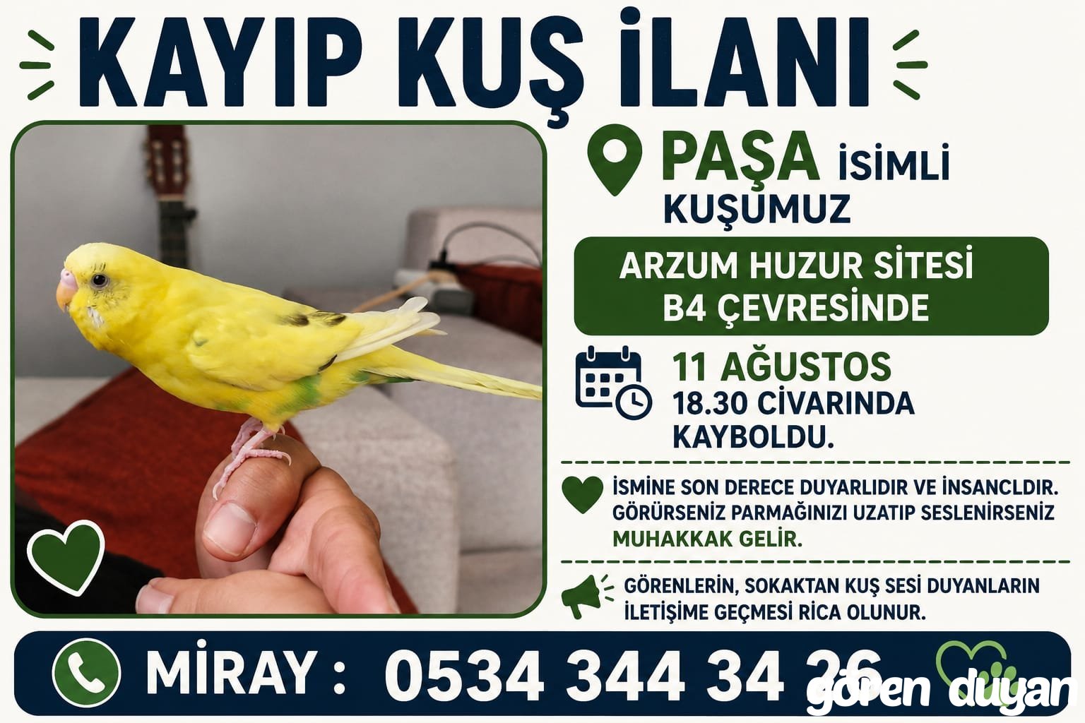 Kayıp Muhabbet Kuşu - Ankara Batıkent