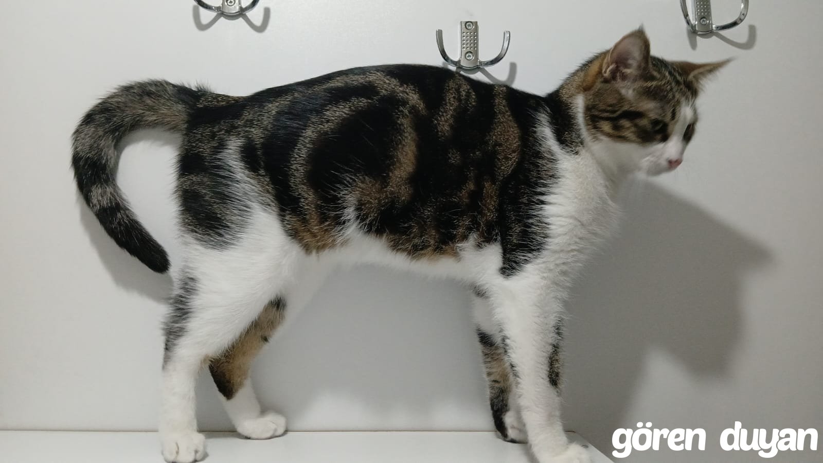 KAYIP KEDİ - GEBZE YAVUZ SELİM CADDESİ
