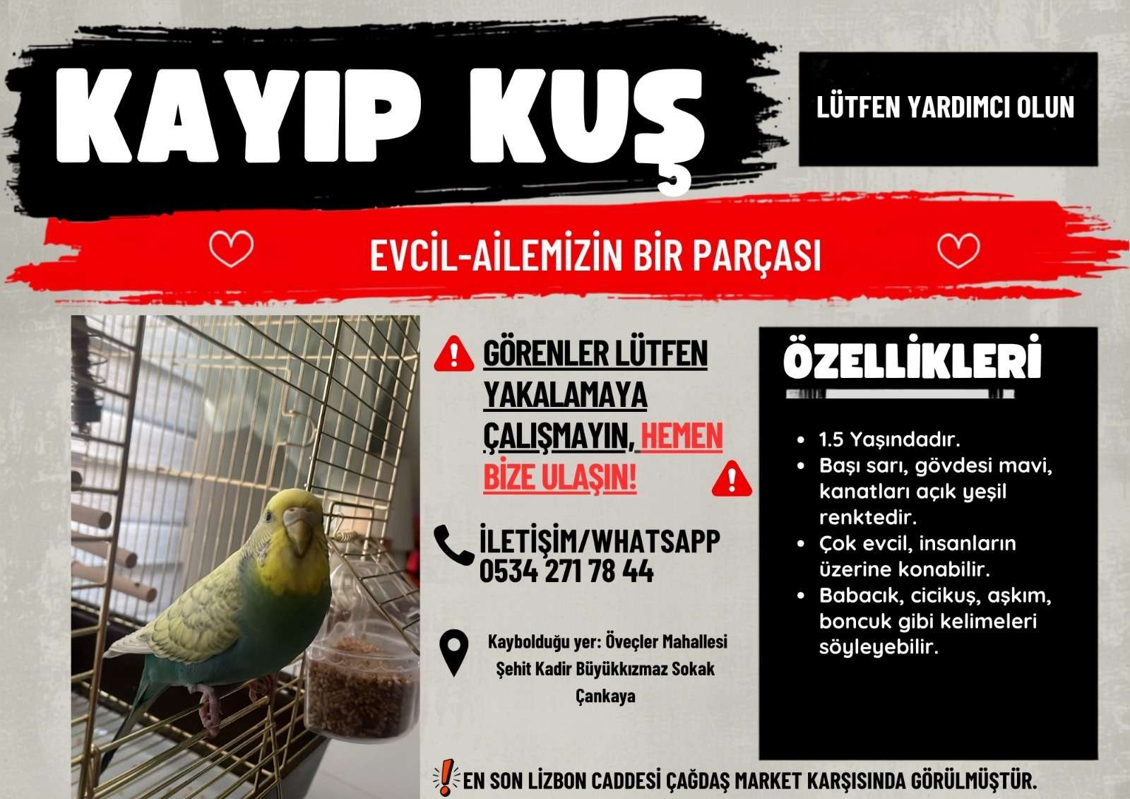 KAYIP DİŞİ MUHABBET KUŞU