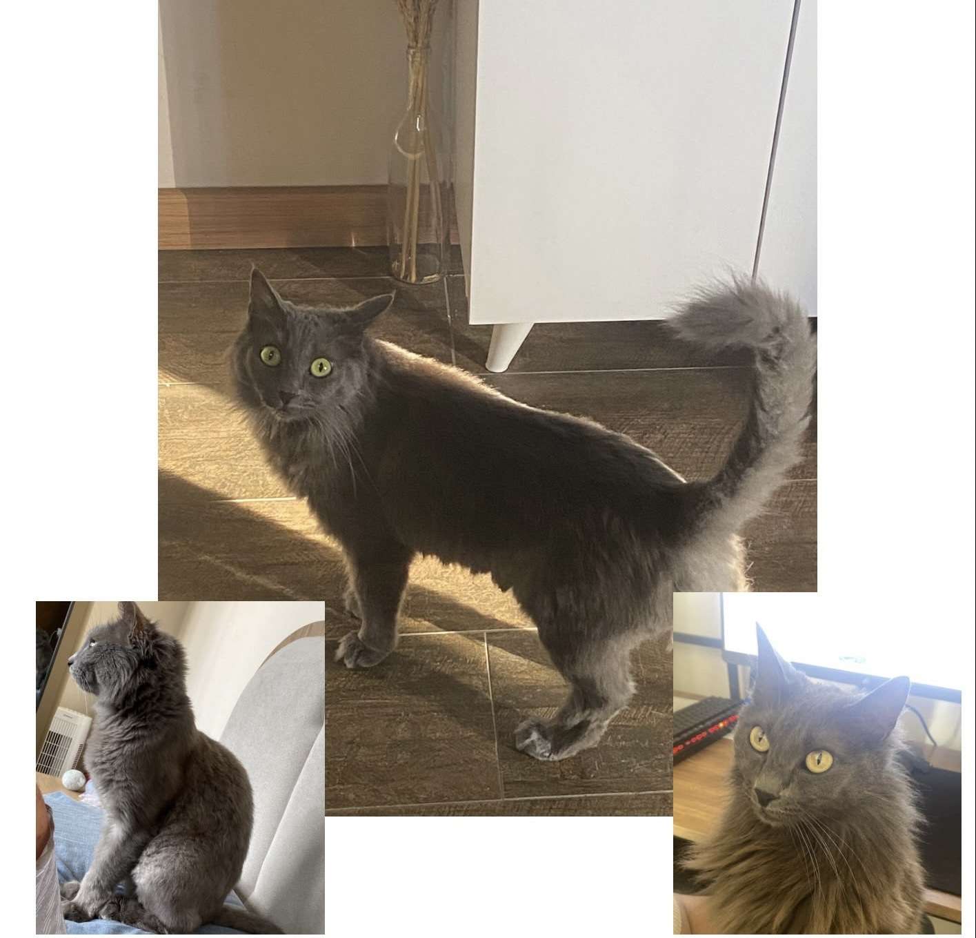 KAYIP KEDİ, BANDIRMA
