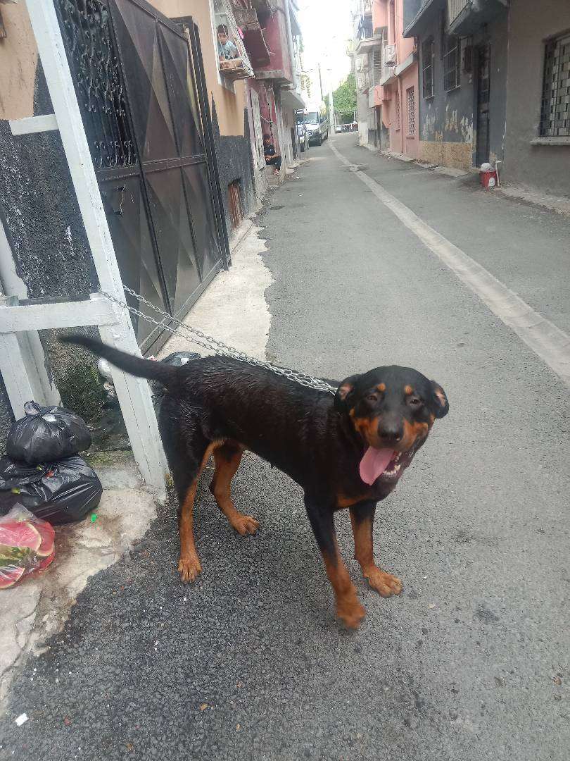 rottweiler cinsi dişi