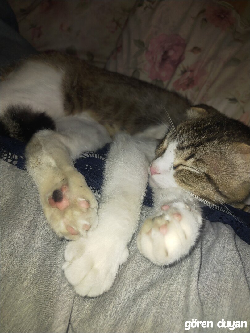beyoğlu örnektepe kayip kedi