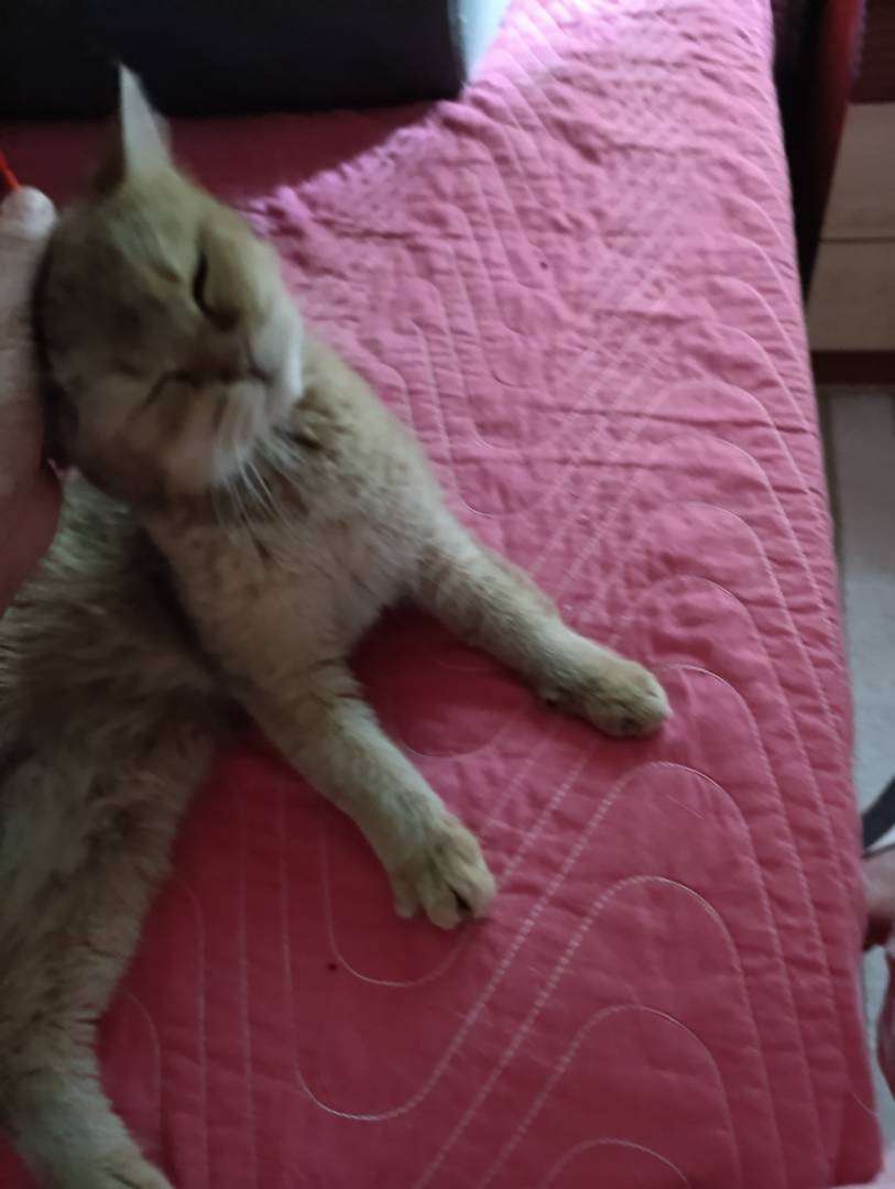 Altındağ Zübeyde Hanım Mahallesi'nde bulunan dişi kedi