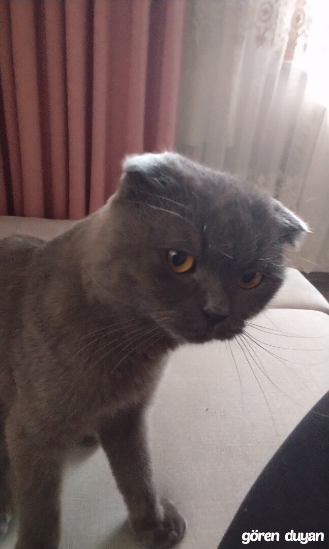 Kayıp