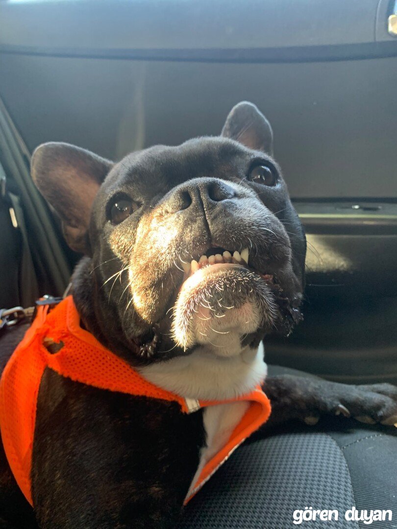 KAYIP FRENCH BULLDOG ANTALYA AKSU ALTINTAŞ