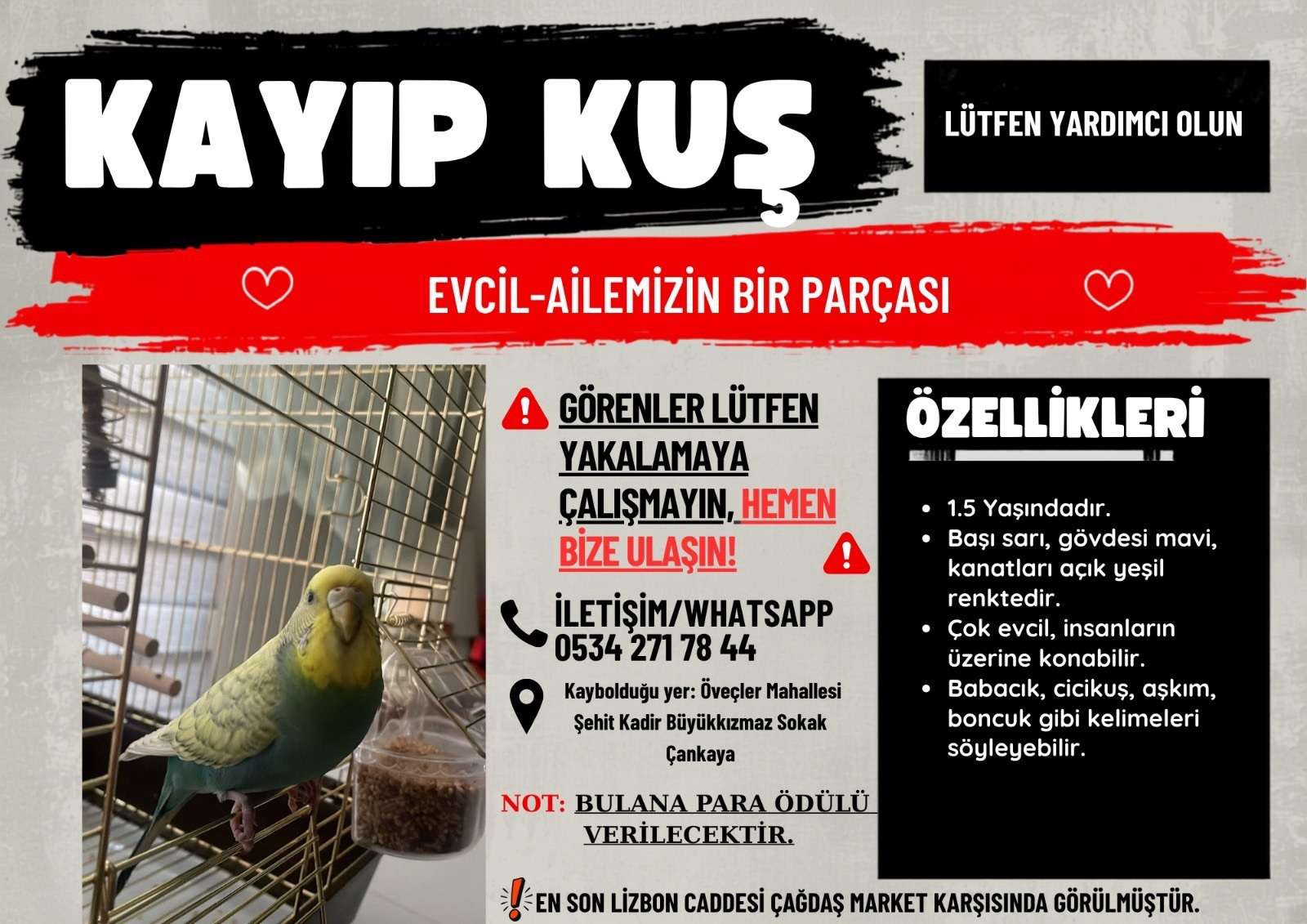KAYIP DİŞİ MUHABBET KUŞU ANKARA