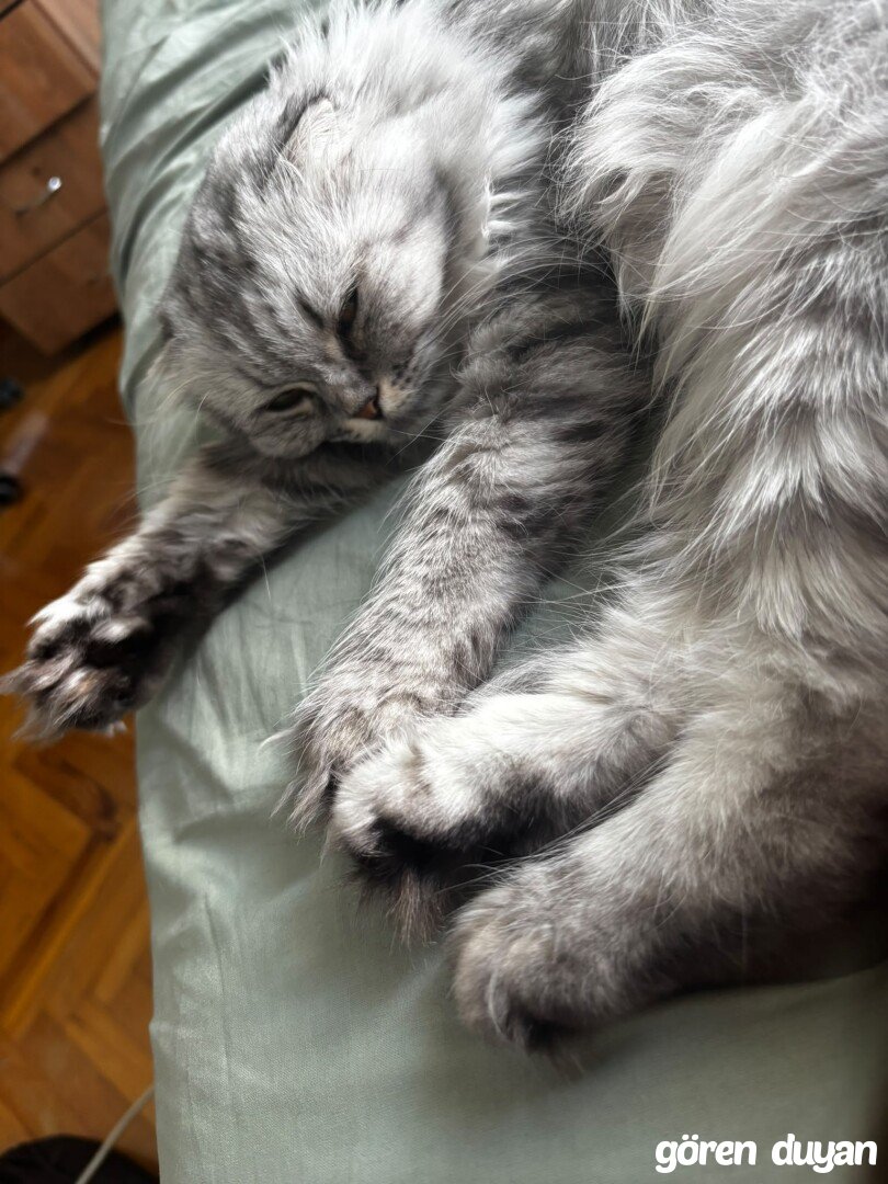 Kayıp  kedi bostancı