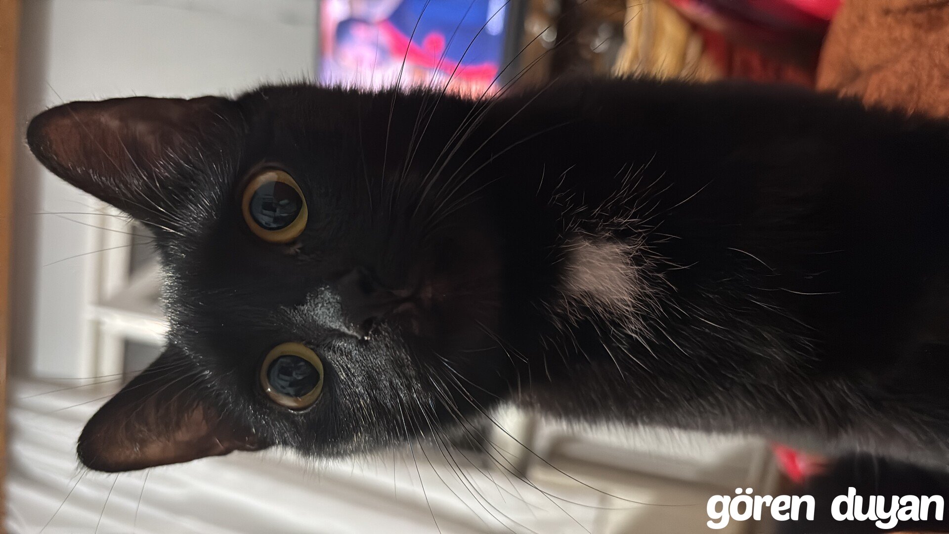Kayıp siyah kedi Malatya boştanbaşı