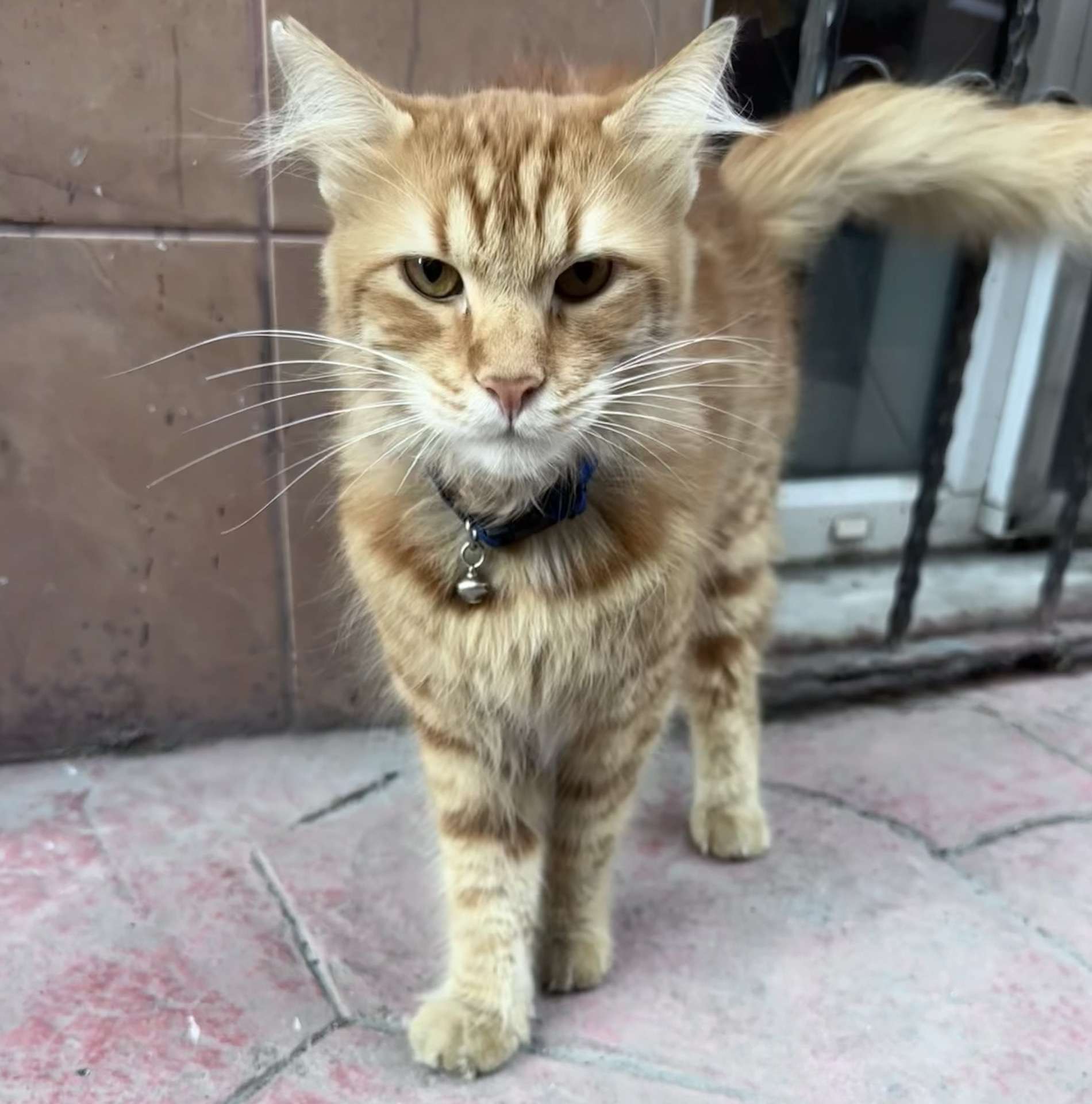 Halıcıoğlu çıksalın tarafında kaybolmuş KEDİ