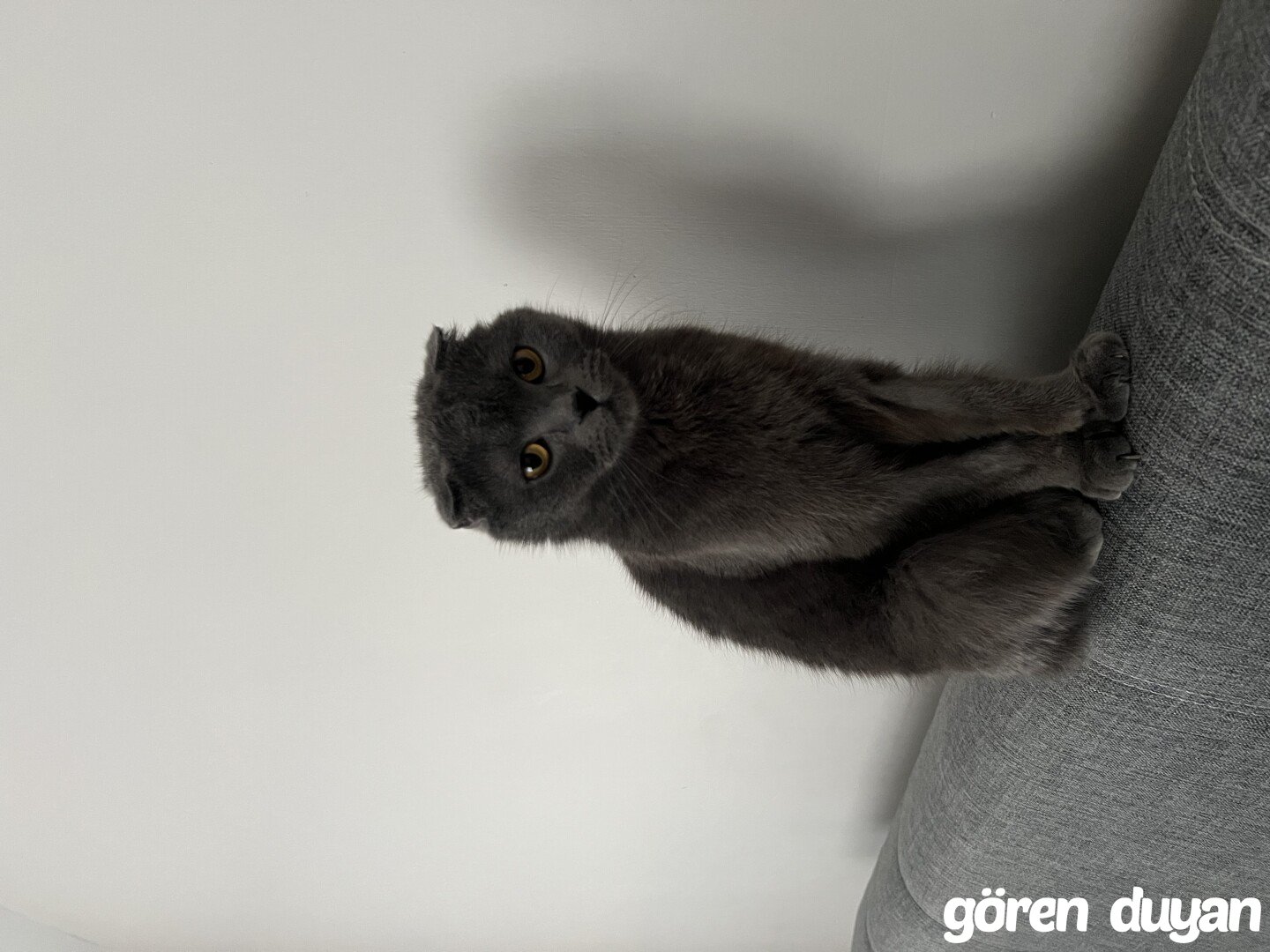 Kayıp kedi-Osmaniye merkez Dumlupınar mahallesi
