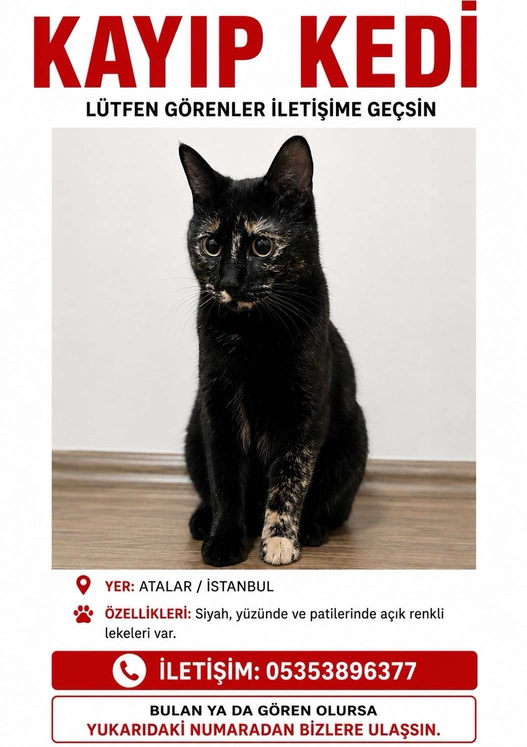 Kayıp kedi Kartal/Atalar