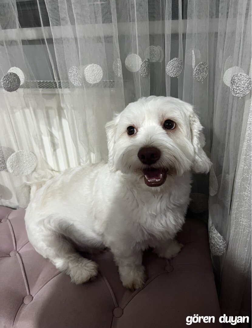 Ordu civarlarında kayıp köpek