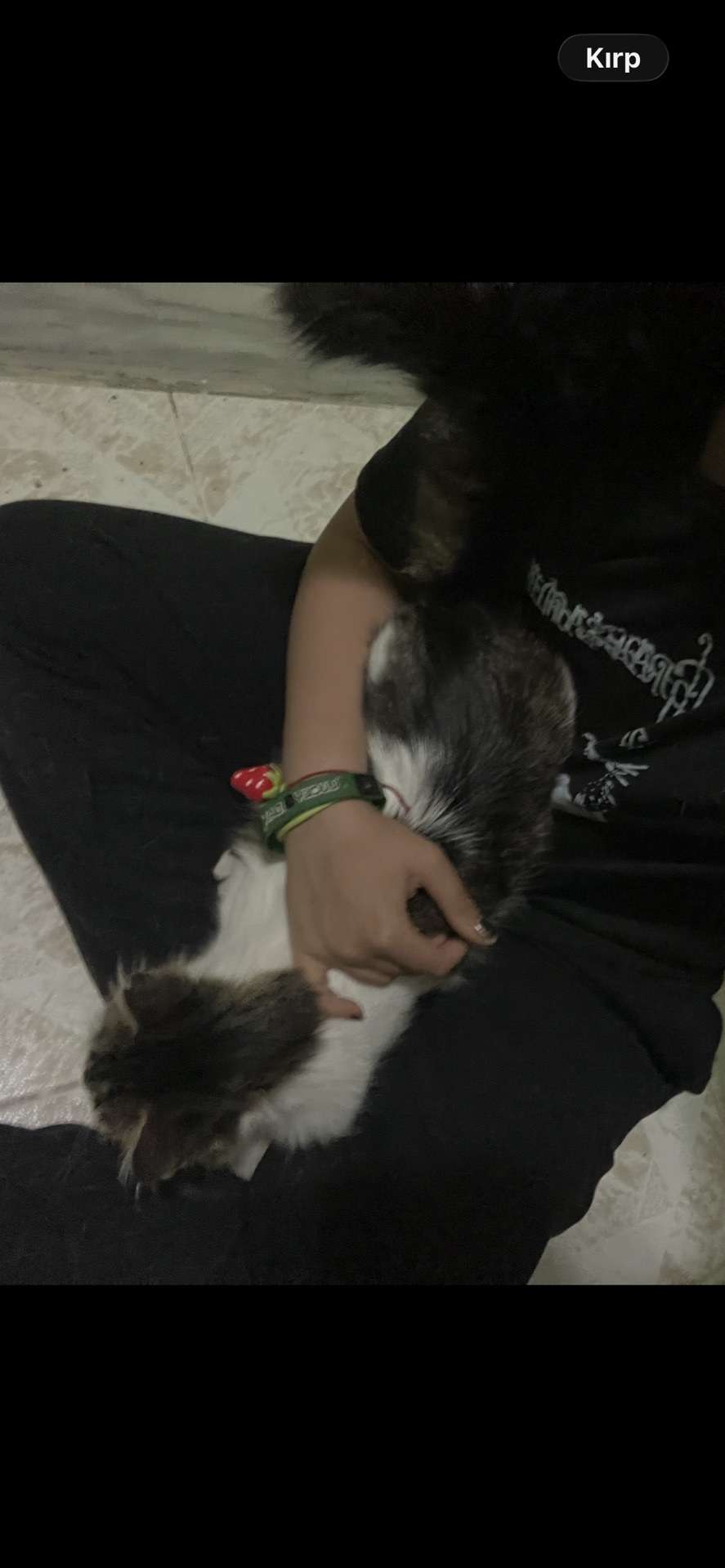 KEDİM KAYBOLDI