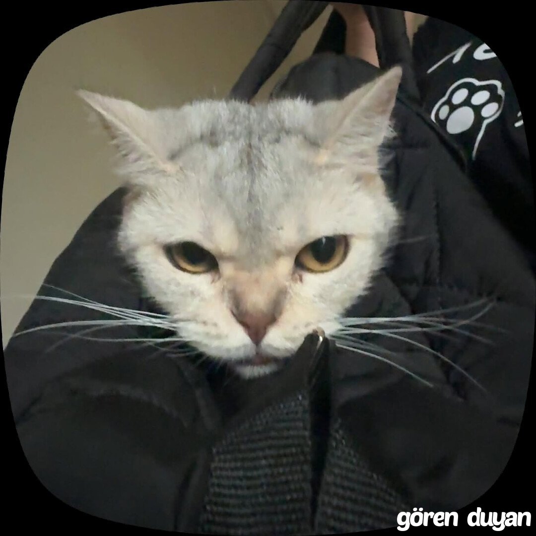 Kayıp kedi esenler