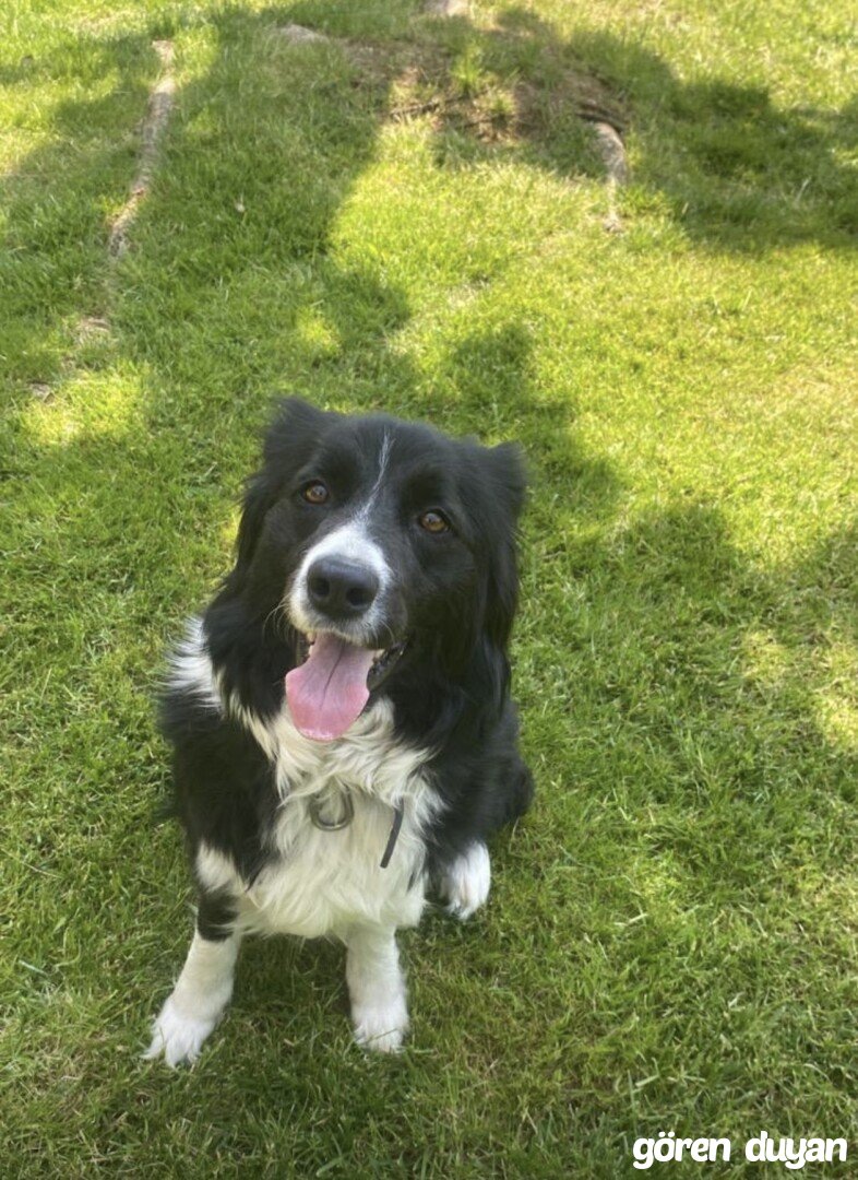 Kayıp köpek