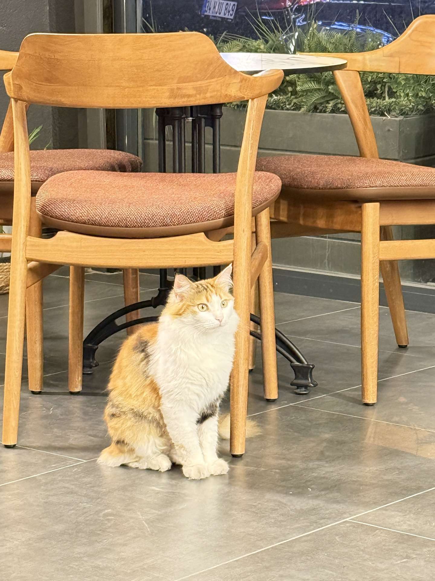 Kayıp Kedi Beylikdüzü - Yakuplu Kahve Tiryakisi