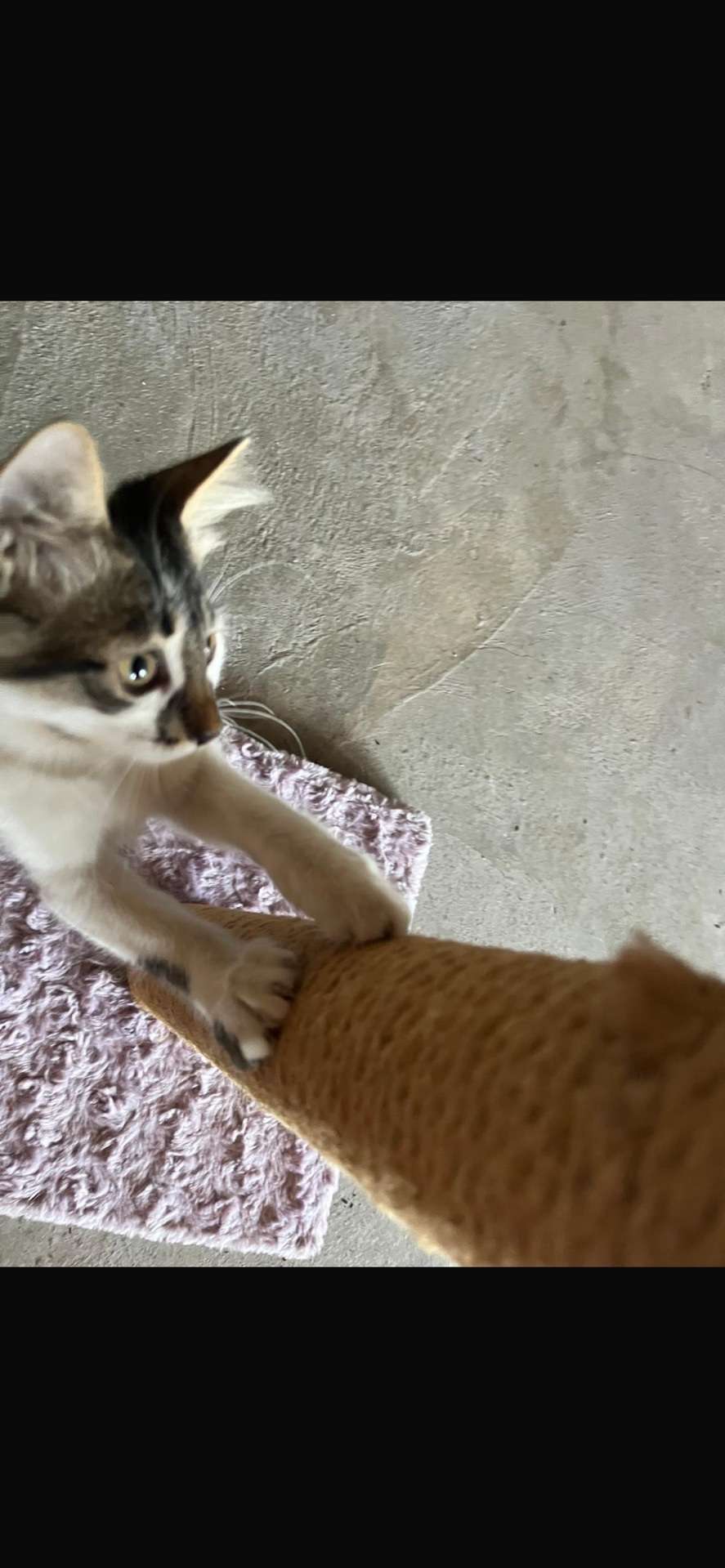 KEDİM KAYBOLDI