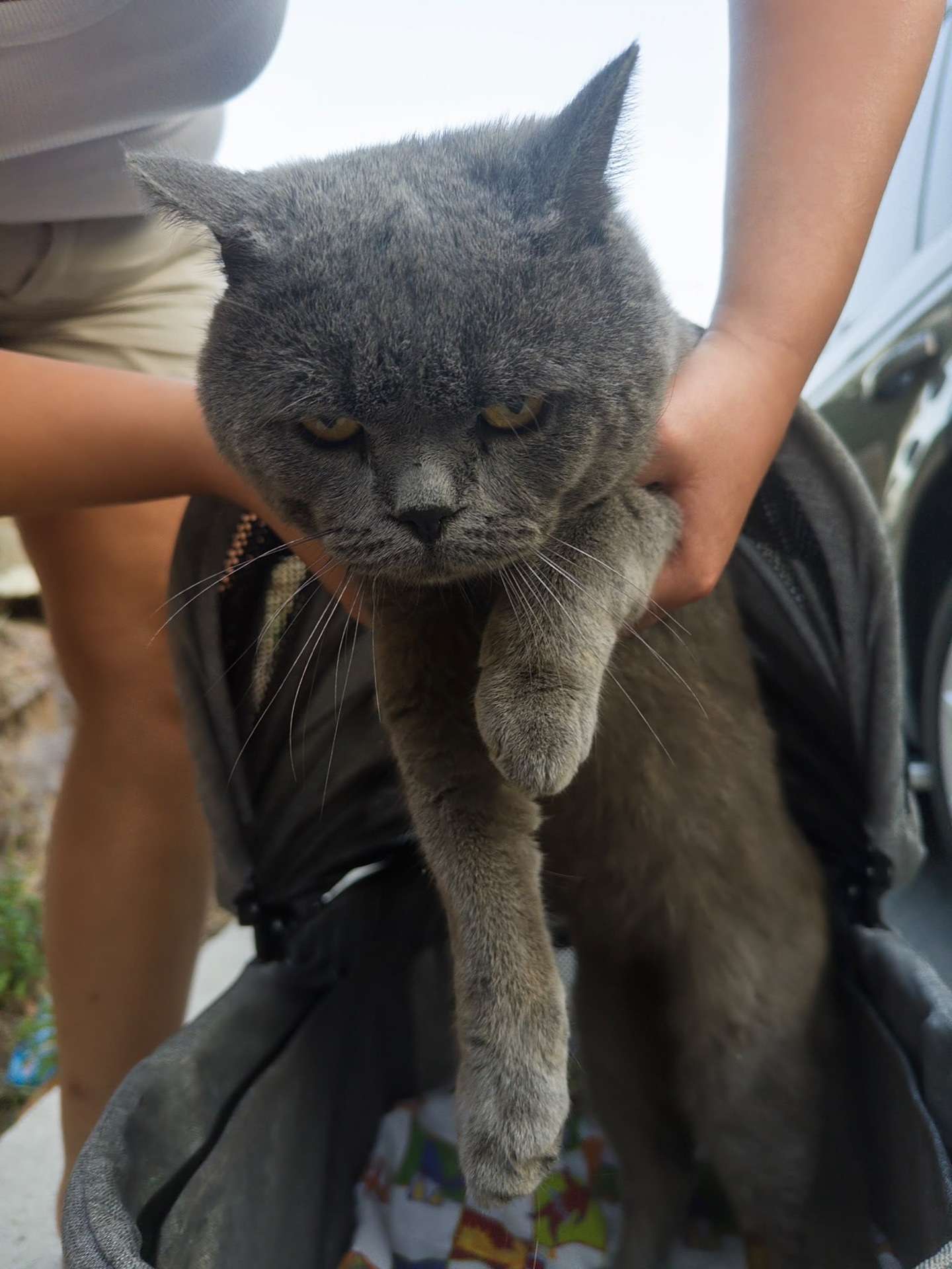 Kurtköy Akik Sokak Kedi Bulundu