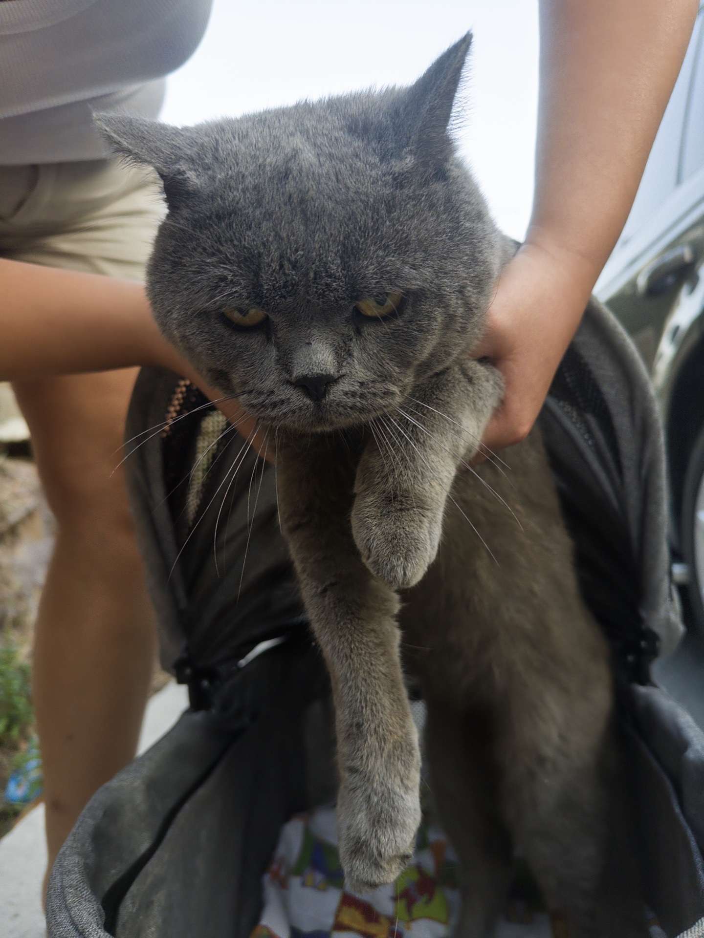 PENDİK KURTKÖYDE BULUNAN KEDİ