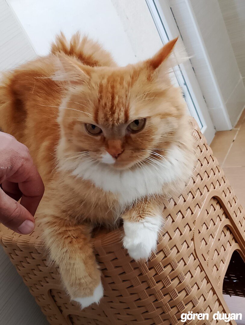 Acil kayıp kedi Sivas/Merkez