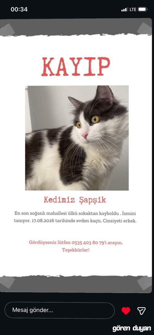 Bahçelievler Kayıp Kedi