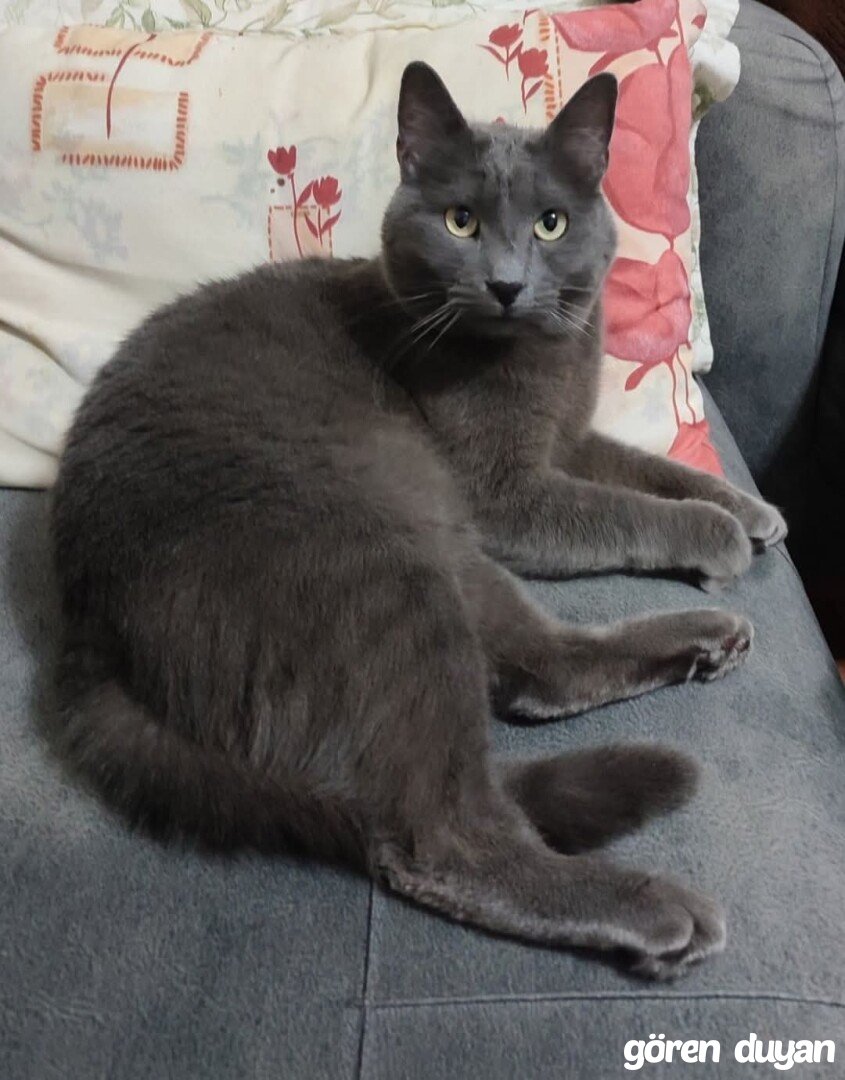 Kayıp kedi - Antalya