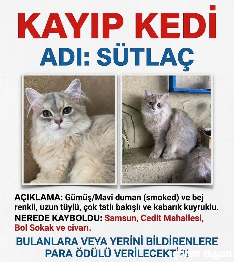 Kayıp Kedi Samsun İlkadım